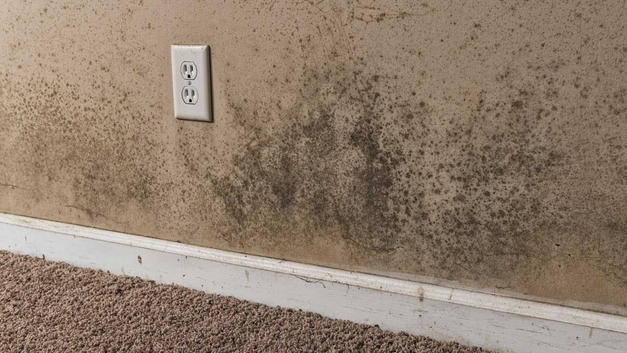 Kotitekoinen seos, joka on mullistanut mustan homeen torjunnan: paljon tehokkaampi kuin ruokasooda.