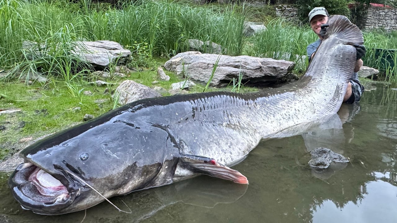 Se kuulostaa legendalta, mutta se on totta: kaksi kalastajaa sai kiinni 3 metrin pituisen kalan, mikä on jo maailmanennätys.