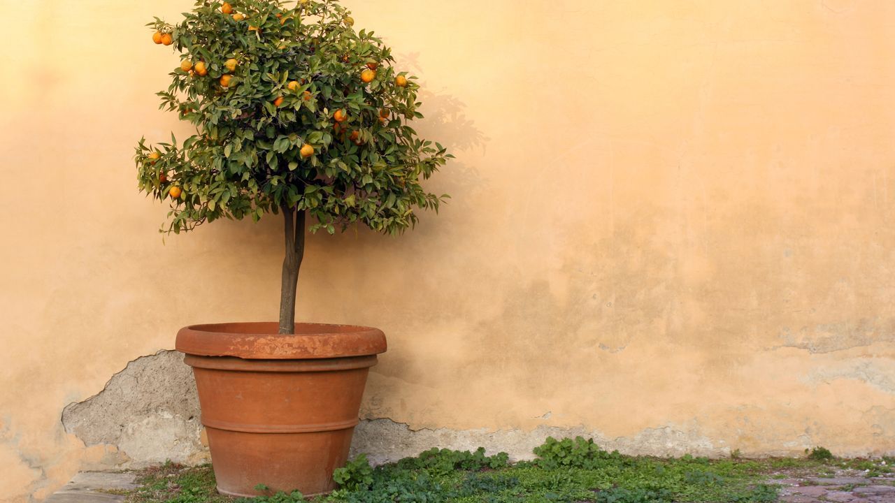 Miksi appelsiinipuiden lehdet muuttuvat tahmeiksi: mitä se tarkoittaa ja miten se voidaan korjata.