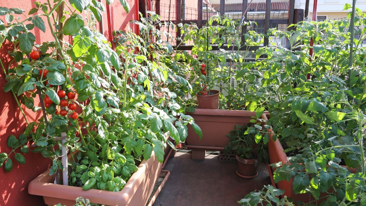 Ilman maaperää ja parvekkeella: asiantuntijan mukaan tämä on helpoin tapa luoda puutarha pienelle alueelle.