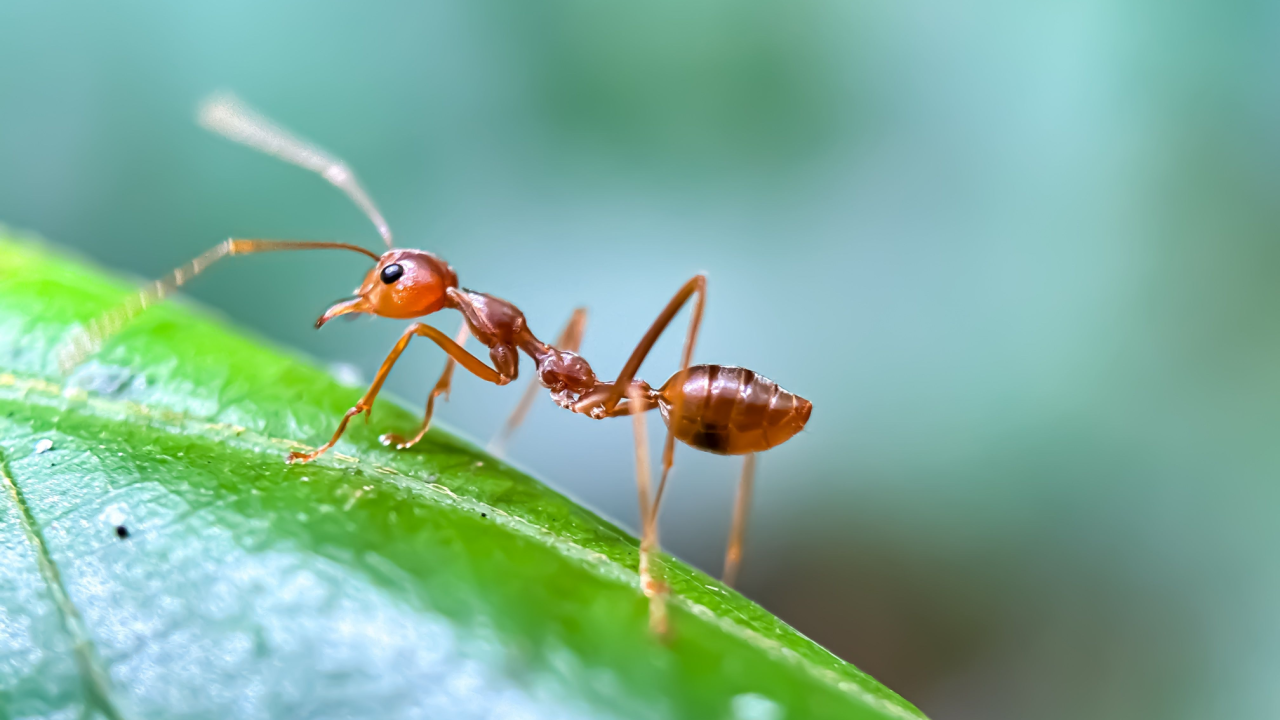Tutkijat eivät voi uskoa sitä: 8-vuotias poika löysi metsästä jotain, joka muuttaa tieteen ikuisesti.