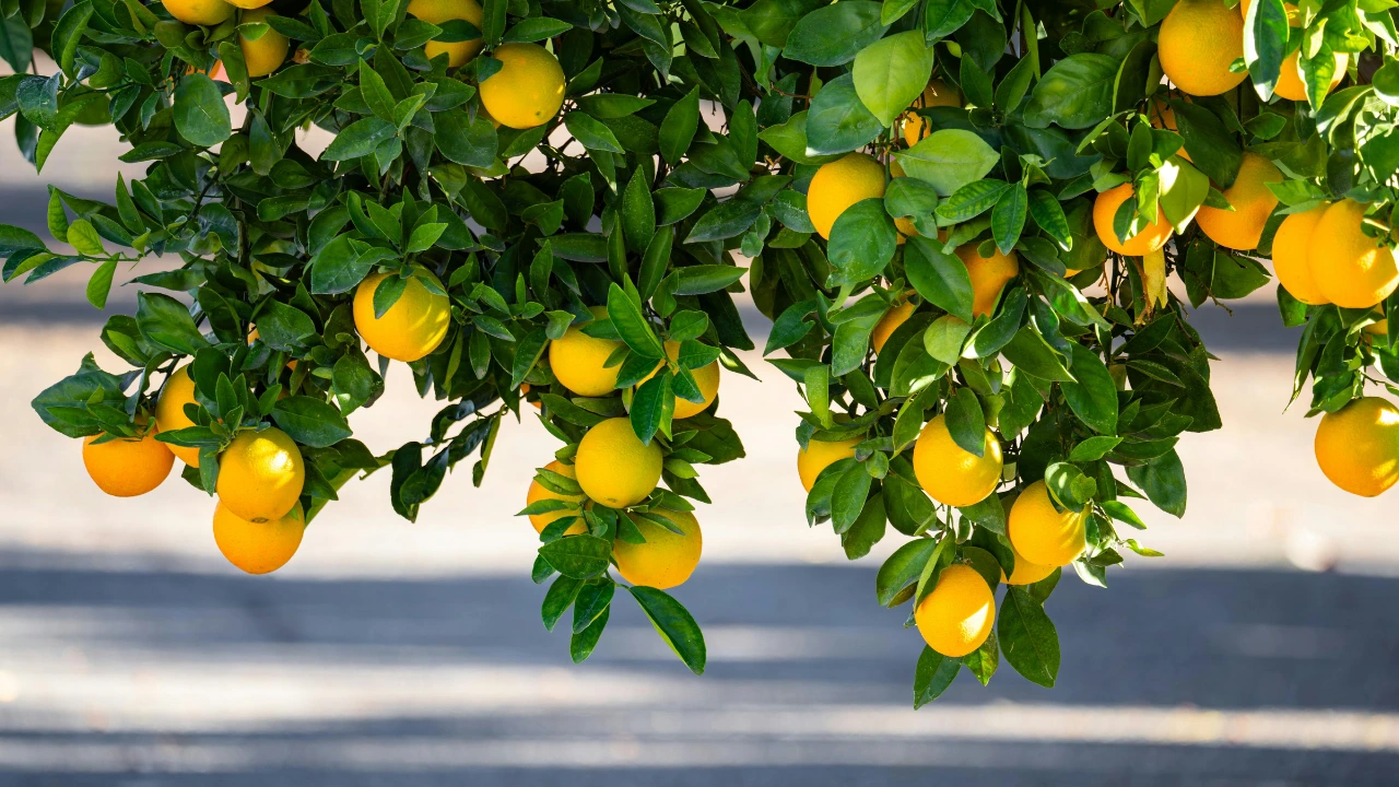 Sitruunapuu: miksi valkosipuli on syytä istuttaa maahan ja mitkä ovat sen edut?
