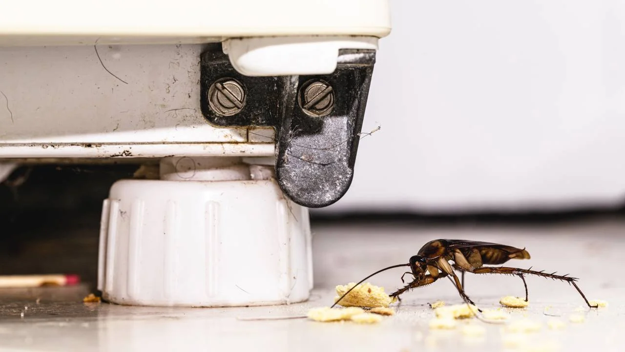 Ei leivänpaahdin eikä uuni: nämä laitteet houkuttelevat eniten torakoita ja ovat lähes jokaisessa keittiössä.