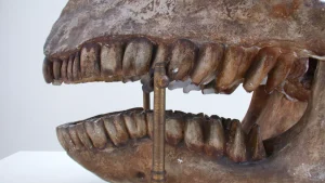 Tutkijat luulivat tutkivansa kivettyneitä hampaita, mutta löysivät jotain paljon oudompaa.