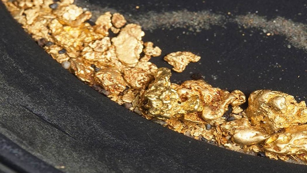 He löysivät kasvin, joka tuottaa puhdasta kultaa ja jota voi kasvattaa missä tahansa kodissa.