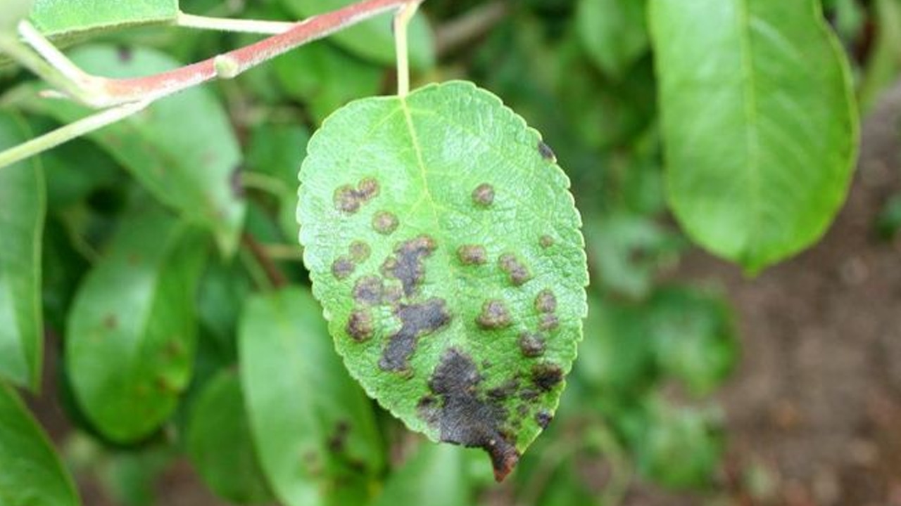 Sitruunapuu: mitä mustat täplät lehdissä ja hedelmissä tarkoittavat ja miten ne voidaan korjata