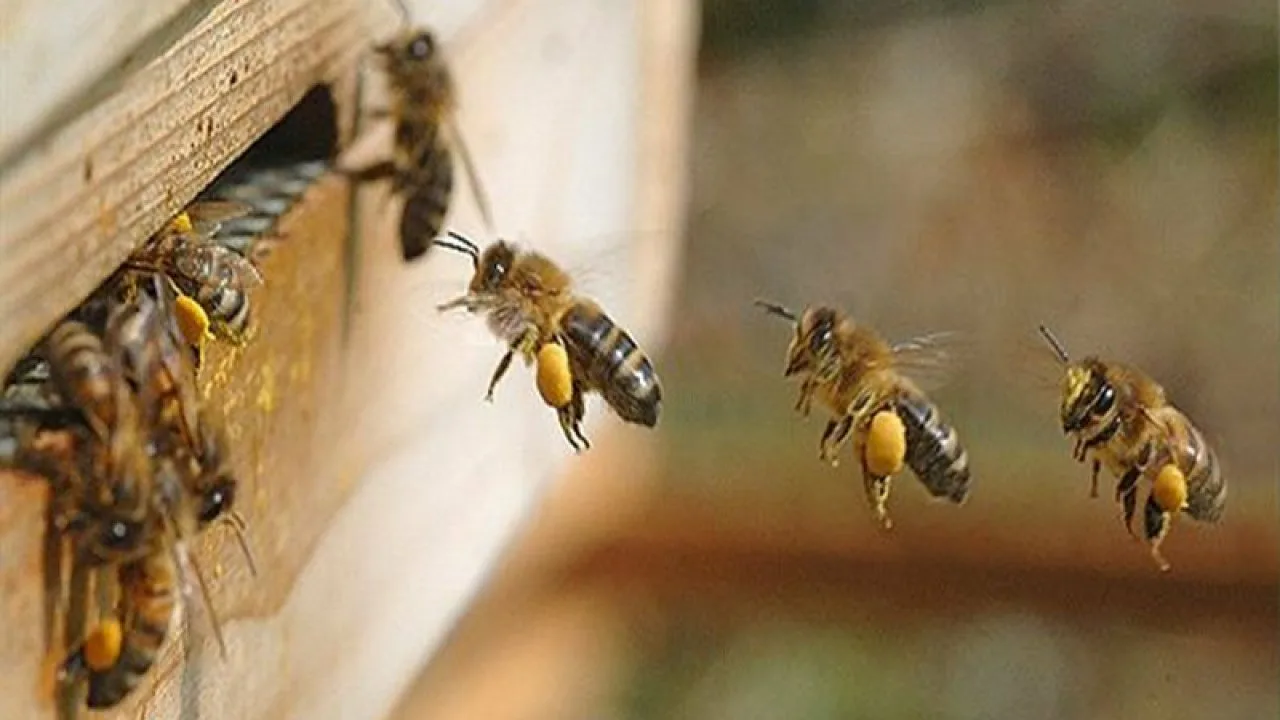 Mitä mehiläisten esiintyminen kotonasi tarkoittaa, ja miksi sitä ei pidä sivuuttaa?