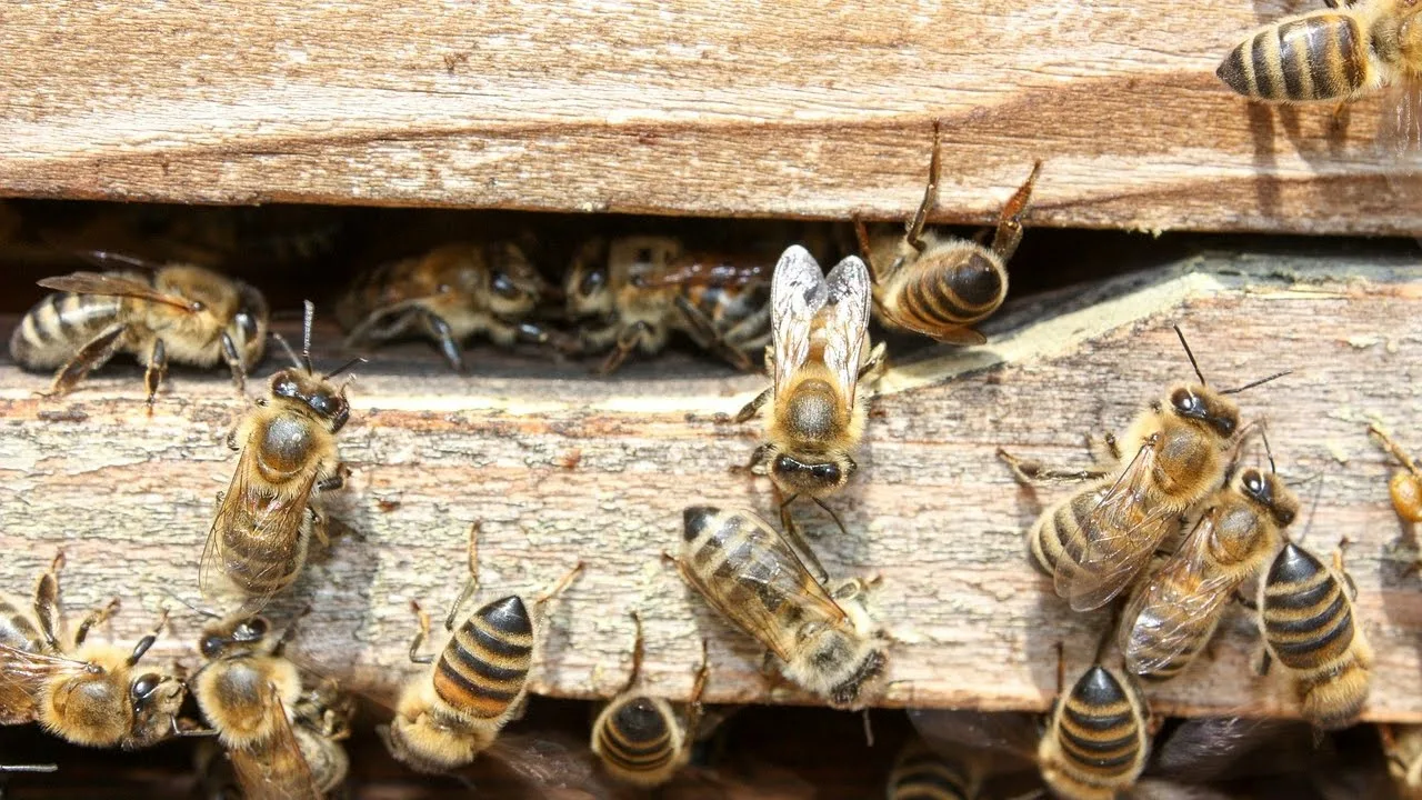 Mitä mehiläisten esiintyminen kotonasi tarkoittaa, ja miksi sitä ei pidä sivuuttaa?