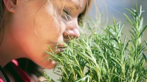 Ruokasoodan ja rosmariinin käyttö harmaiden hiusten hoitoon: miksi se on tarpeen ja miten se tehdään.