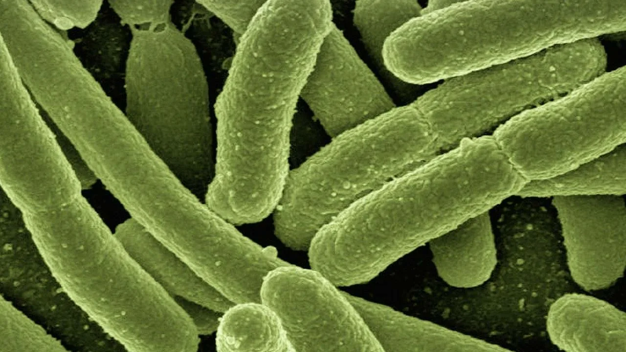 Tutkijat ovat havainneet sammakon suolistobakteerin voimakkaan syöpää estävän vaikutuksen.