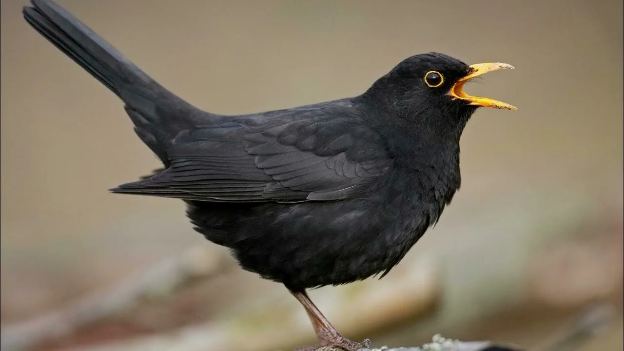 Yli 200 uhanalaista eläinlajia, joita myytiin sosiaalisessa mediassa, pelastettiin: yksi henkilö pidätettiin.