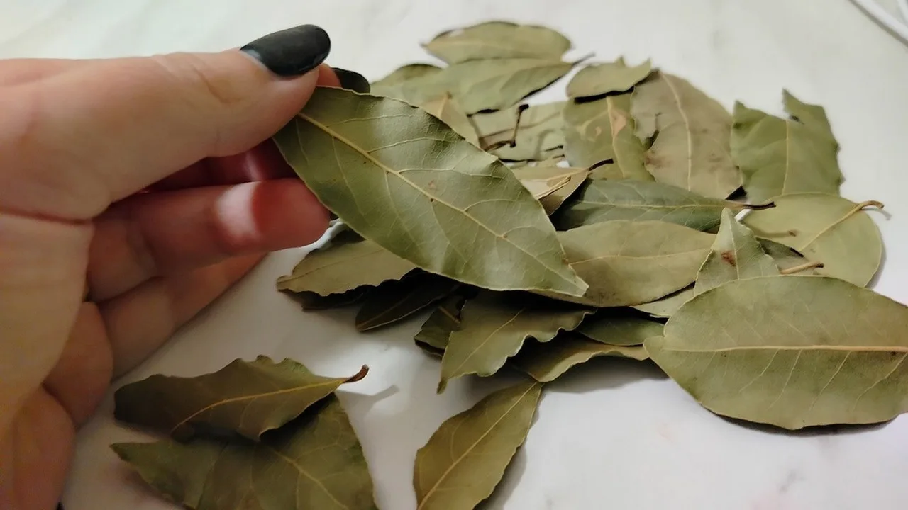 Laakerinlehden ripustaminen kylpyhuoneen oveen: miksi se on tarpeen ja miksi sitä suositellaan.