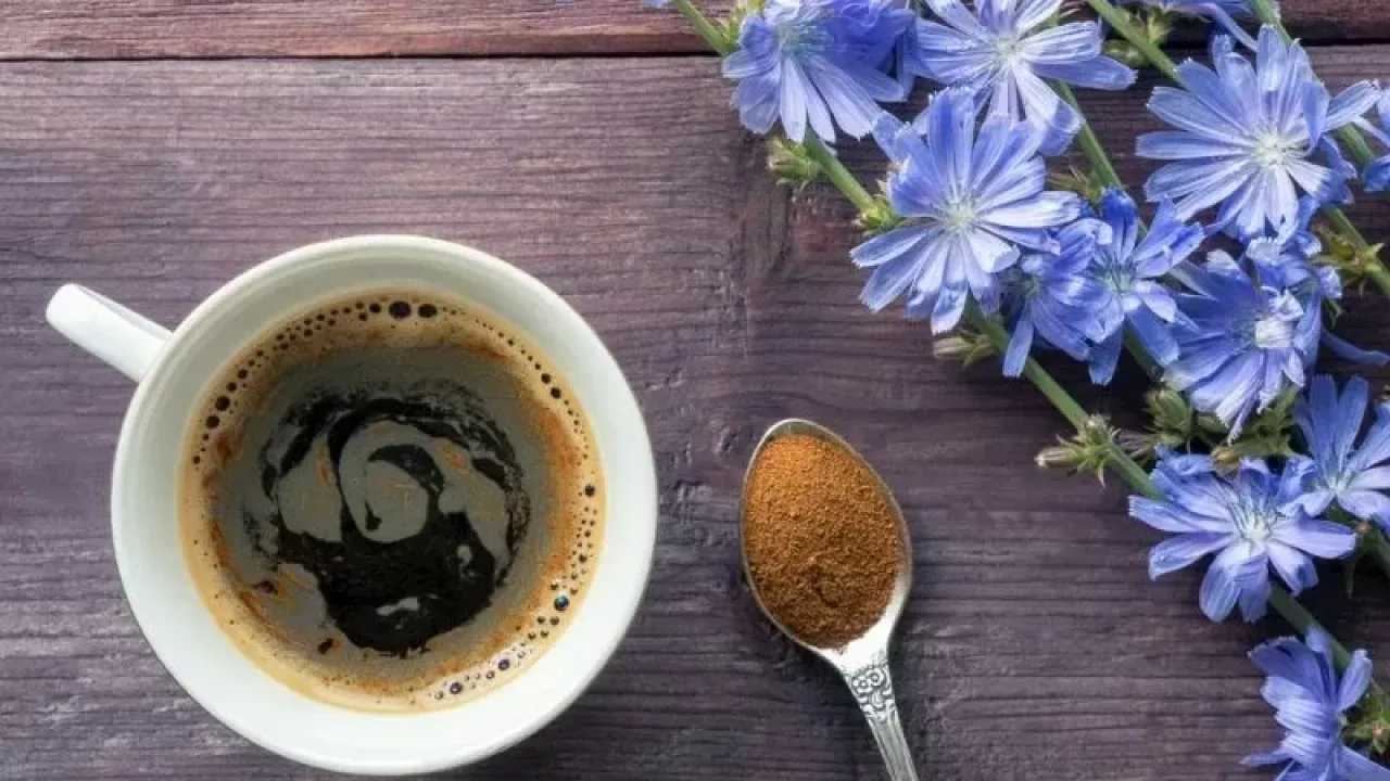 Sikuri: kahvinkorvikkeen hyödyt ja haitat.