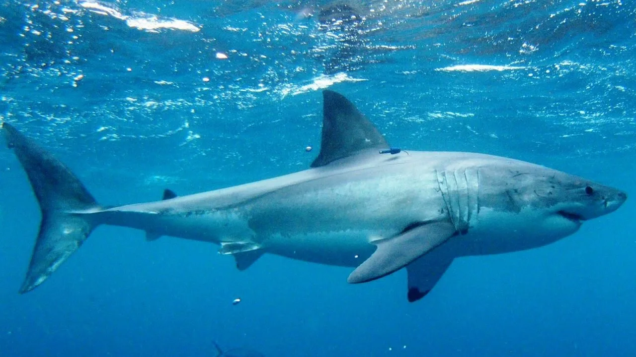 Kriittisen kauden jättiläishaita on kirjoittanut uudelleen megapetoeläinten historian.