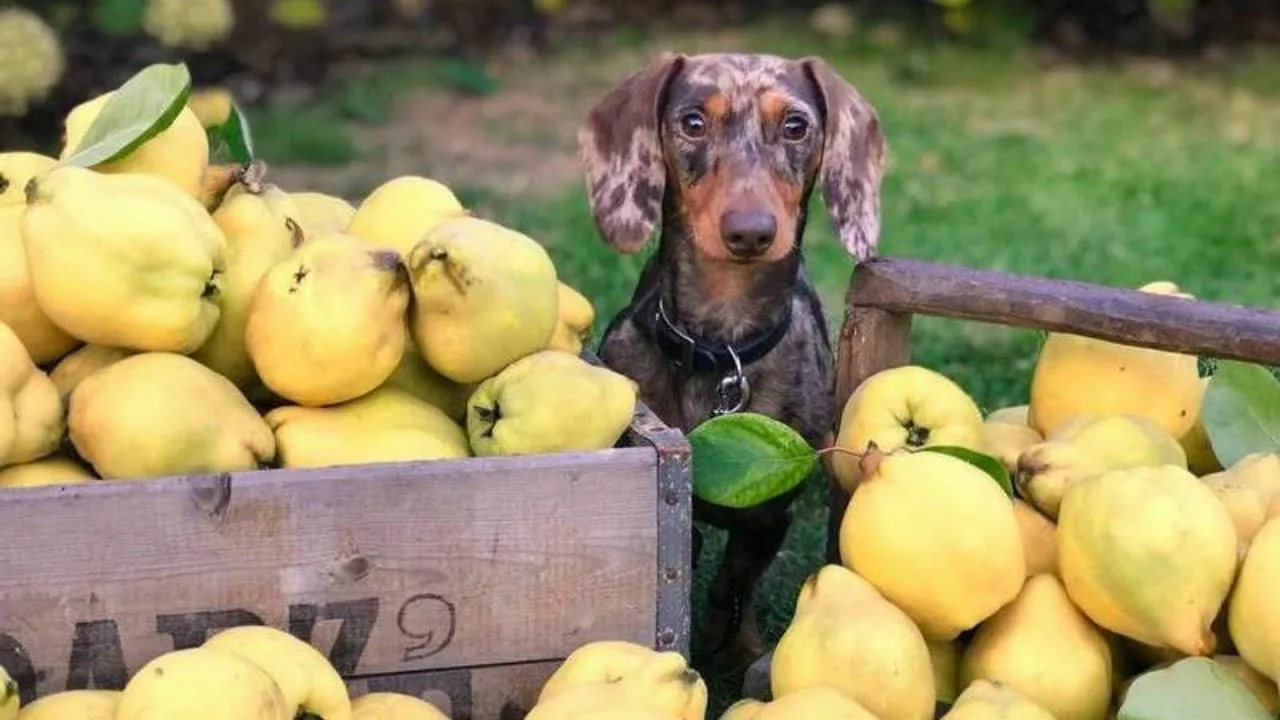 Anna koirallesi omenankuoria: miksi se on hyödyllistä ja miksi eläinlääkärit suosittelevat sitä.