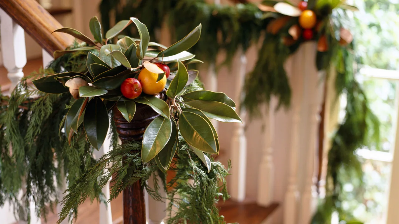 Klara Sans, kukkakauppias: ”Jos haluat, että kotisi näyttää upealta jouluna, koristele se näillä elävillä kasveilla.”