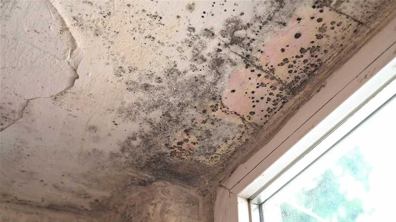 Kotitekoinen seos, joka on mullistanut mustan homeen torjunnan: paljon tehokkaampi kuin ruokasooda.