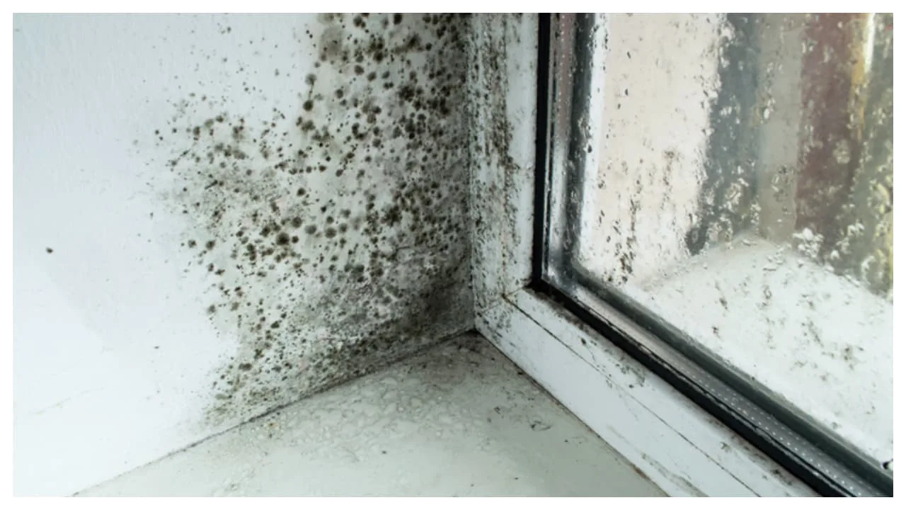 Kotitekoinen seos, joka on mullistanut mustan homeen torjunnan: paljon tehokkaampi kuin ruokasooda.