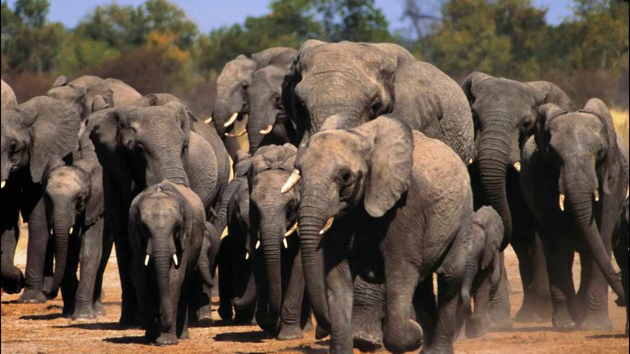 Se kuulostaa oudolta, mutta tiede vahvistaa sen: mehiläiset auttavat tehokkaasti suojelemaan norsuja.