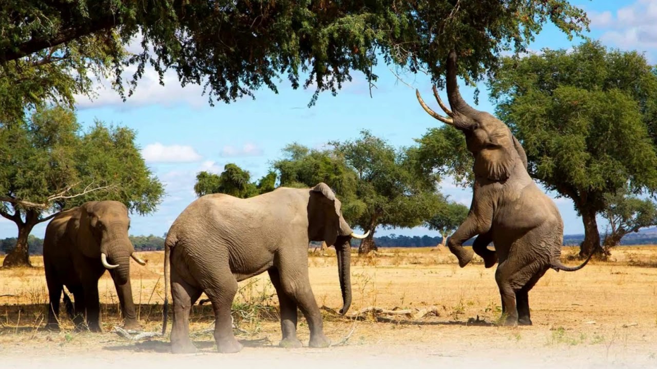 Se kuulostaa oudolta, mutta tiede vahvistaa sen: mehiläiset auttavat tehokkaasti suojelemaan norsuja.