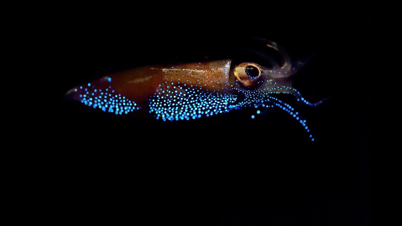 Conicet-satelliitin ottama uusi valokuva, joka kuvaa syvänmeren asukkaita, on herättänyt suurta kiinnostusta.