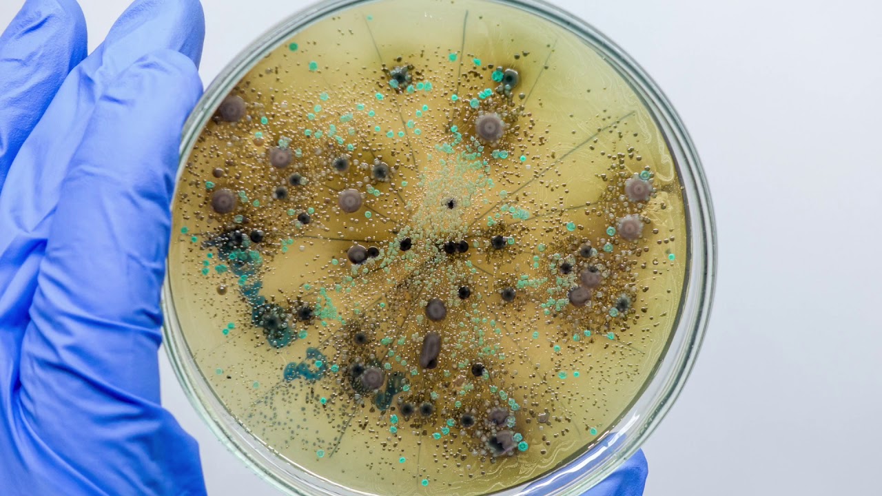 Tutkijat eivät voi uskoa silmiään: lukuisien kasvinsyöjien ulosteista on löydetty tuhansia uusia mikro-organismilajeja.