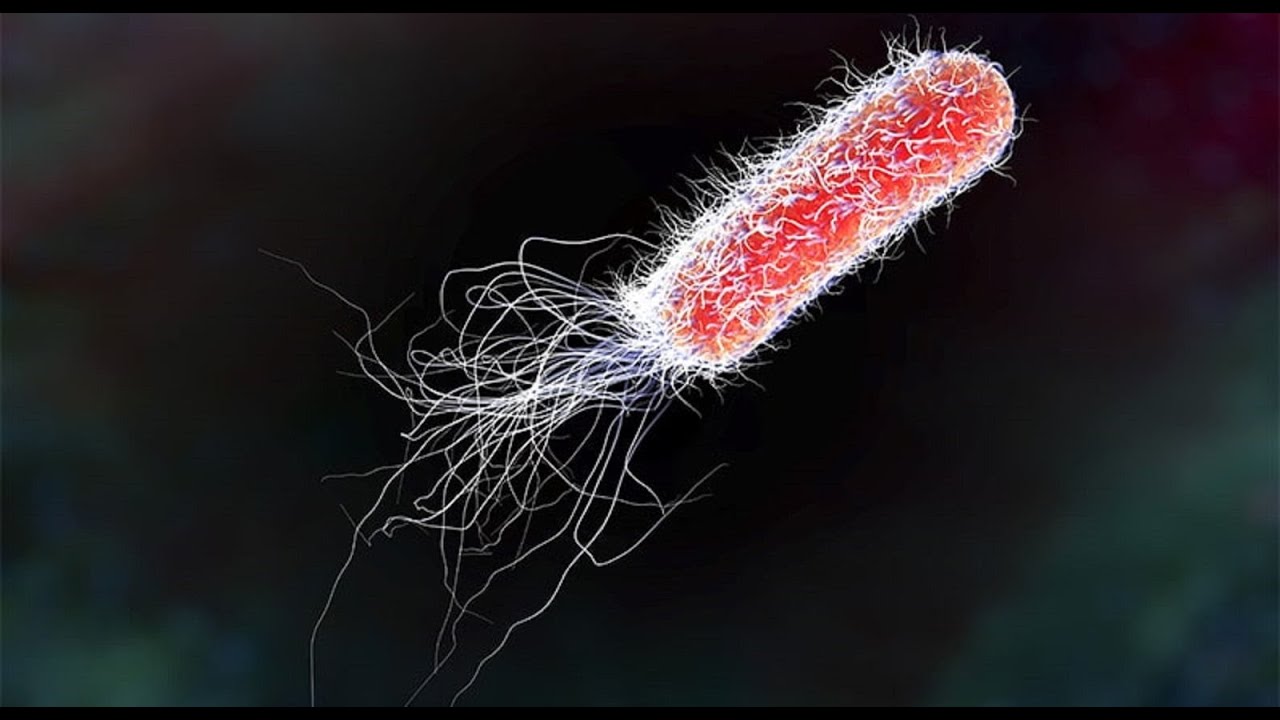 Tutkijat eivät voi uskoa silmiään: lukuisien kasvinsyöjien ulosteista on löydetty tuhansia uusia mikro-organismilajeja.