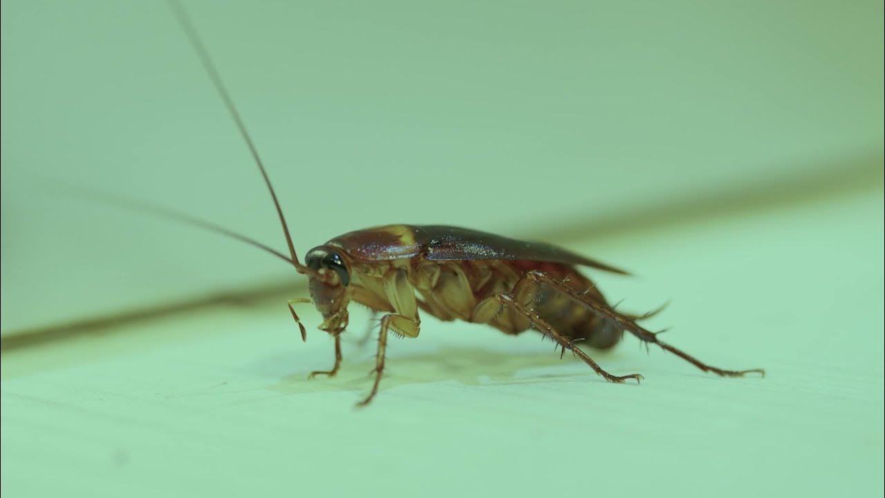 Ei leivänpaahdin eikä uuni: nämä laitteet houkuttelevat eniten torakoita ja ovat lähes jokaisessa keittiössä.
