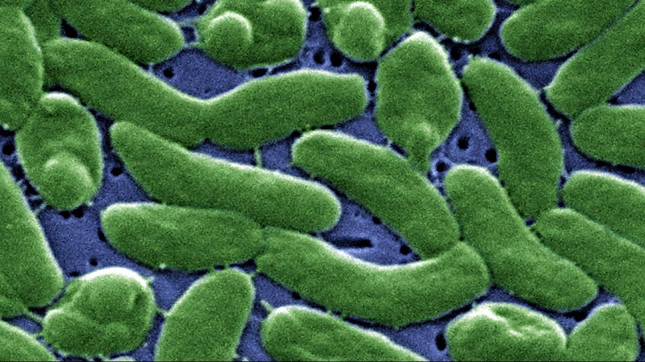 Tutkijat ovat havainneet sammakon suolistobakteerin voimakkaan syöpää estävän vaikutuksen.