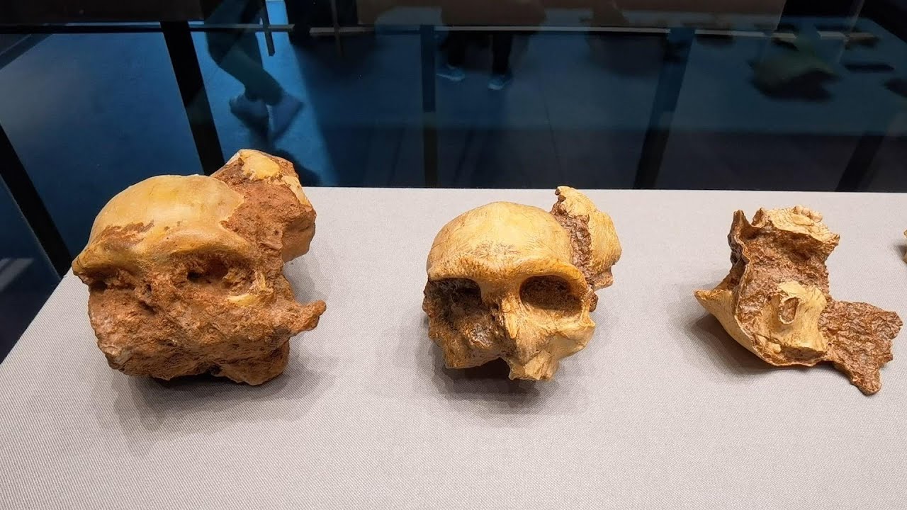 3 miljoonaa vuotta vanha fossiili antaa tiedemiehille aiheen väittää, että kyseessä on aiemmin tuntematon hominidien tyyppi.