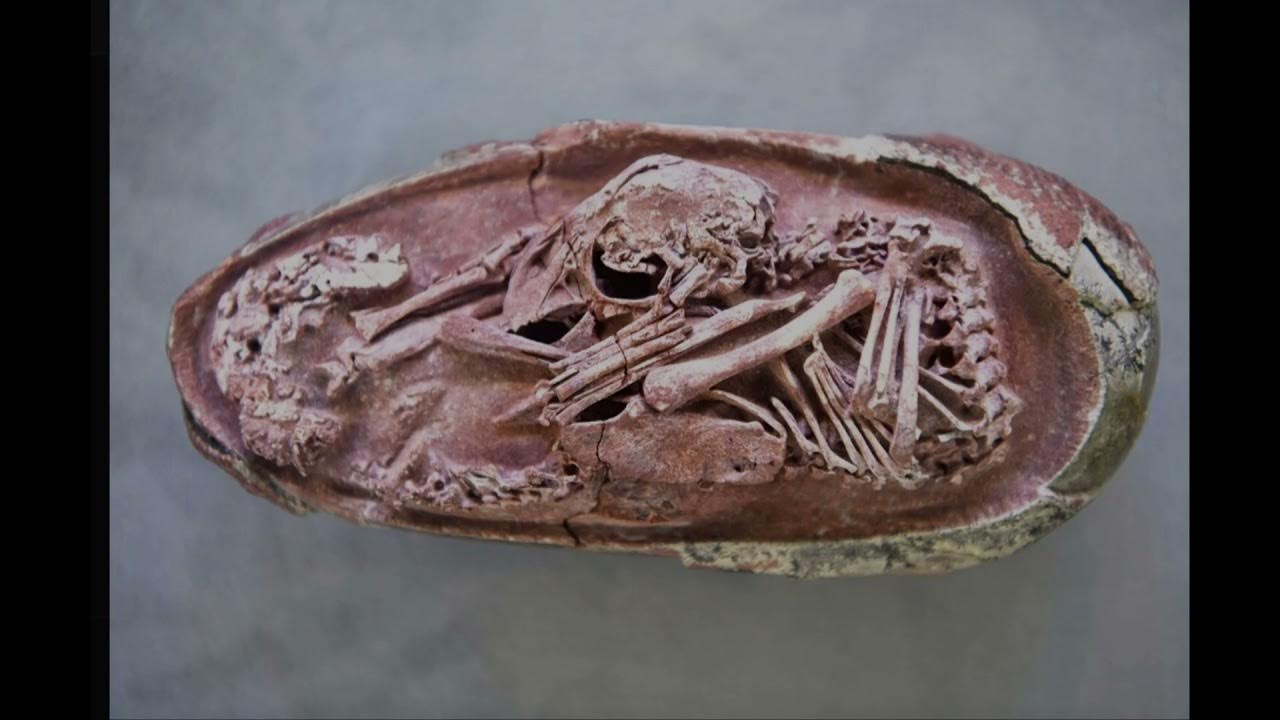 Arkeologit eivät voi uskoa: maasta on löydetty 72 miljoonaa vuotta vanhoja dinosaurusten munia.