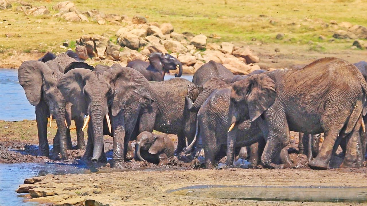 Afrikan eläimet ovat alkaneet käyttäytyä oudosti. Tutkijat uskovat, että tämä johtuu... suolasta.