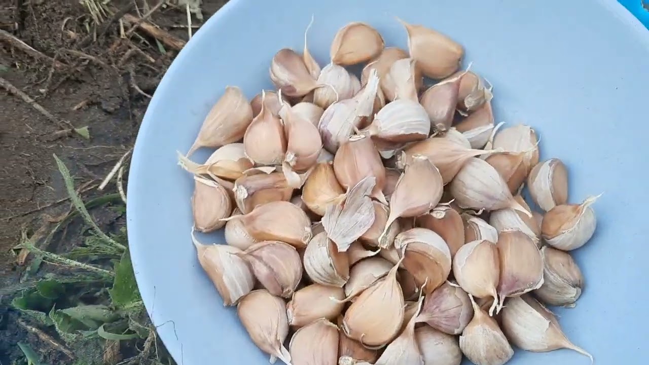 Sitruunapuu: miksi valkosipuli on syytä istuttaa maahan ja mitkä ovat sen edut?