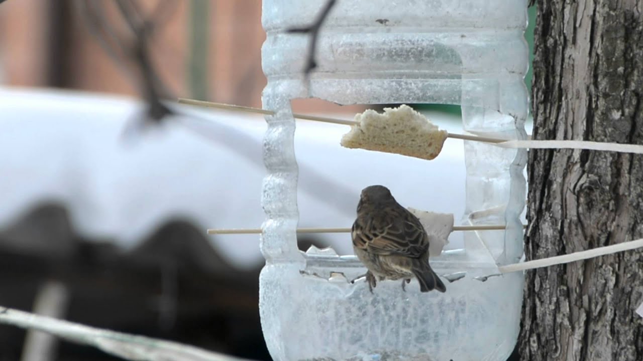 Näin tavallinen muovipullo muuttuu ihanteelliseksi lintujen ruokintapaikaksi.