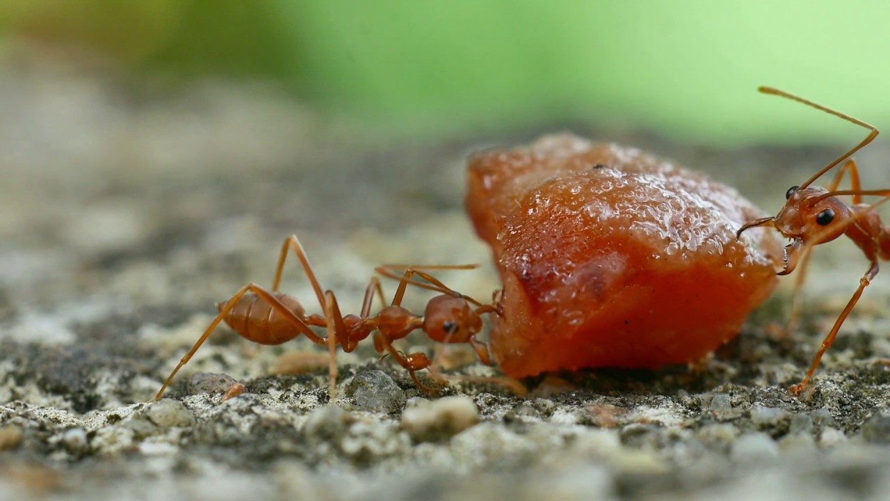 Tutkijat eivät voi uskoa sitä: 8-vuotias poika löysi metsästä jotain, joka muuttaa tieteen ikuisesti.