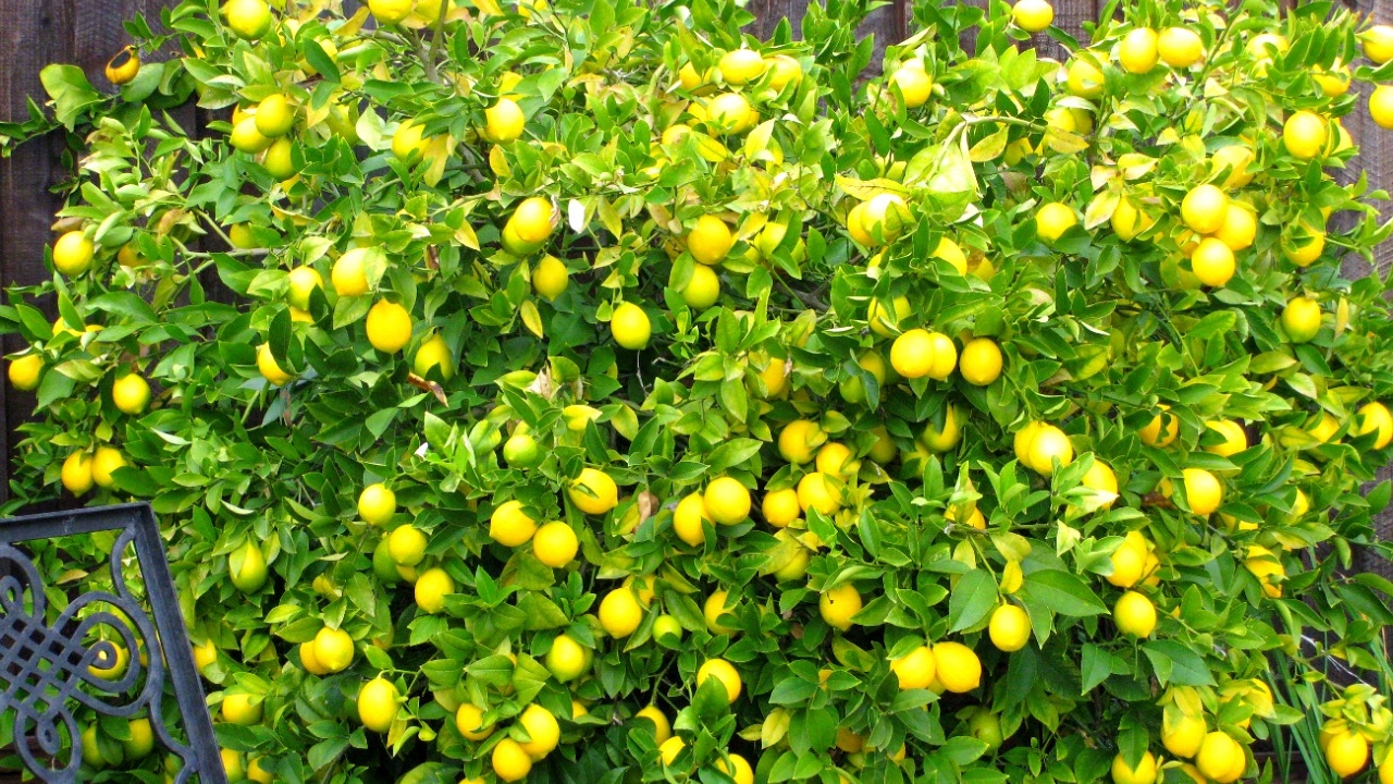 Miten sitruunankuoren sijoittaminen sitruunapuun juurelle vaikuttaa kasviin?