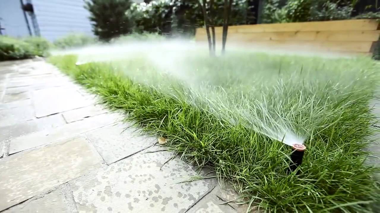 Nurmikon kastelu pesuaineella talvella: salaisuuden paljastaminen, joka aiheuttaa erimielisyyttä puutarhureiden ja asiantuntijoiden keskuudessa.