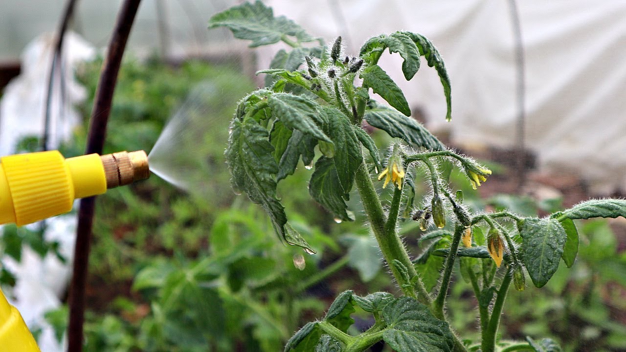 Maatalouden sensaatio: tutkijat ovat kehittäneet suihkeen, joka parantaa tomaattien kuivuuden sietokykyä.
