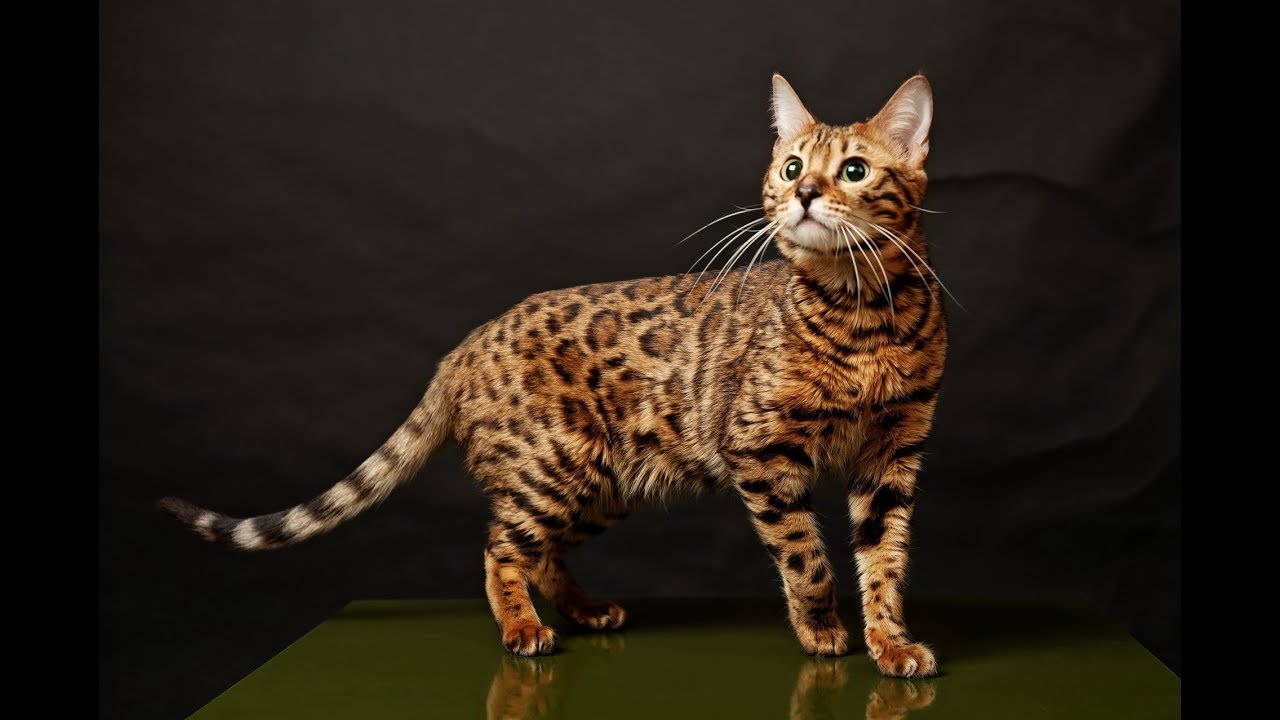 Hämmästyttävä löytö: DNA-analyysi vahvistaa, että kissat saapuivat Eurooppaan Afrikasta, eivät Aasiasta.