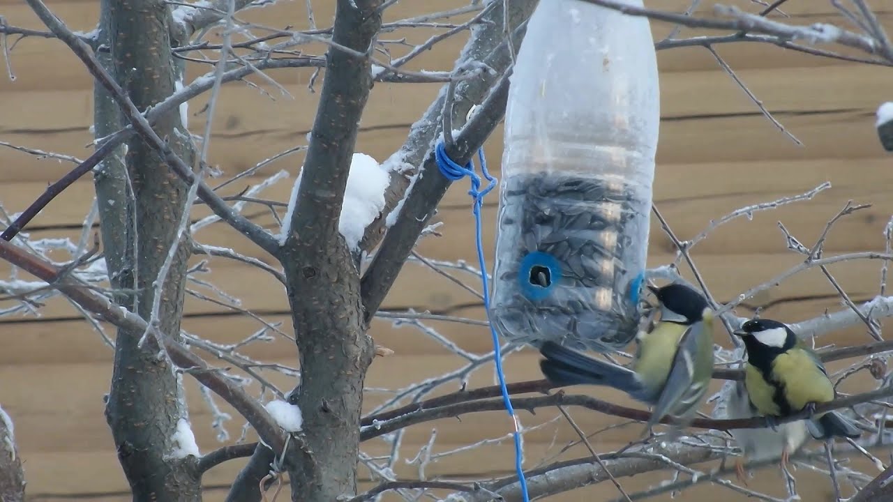 Näin tavallinen muovipullo muuttuu ihanteelliseksi lintujen ruokintapaikaksi.