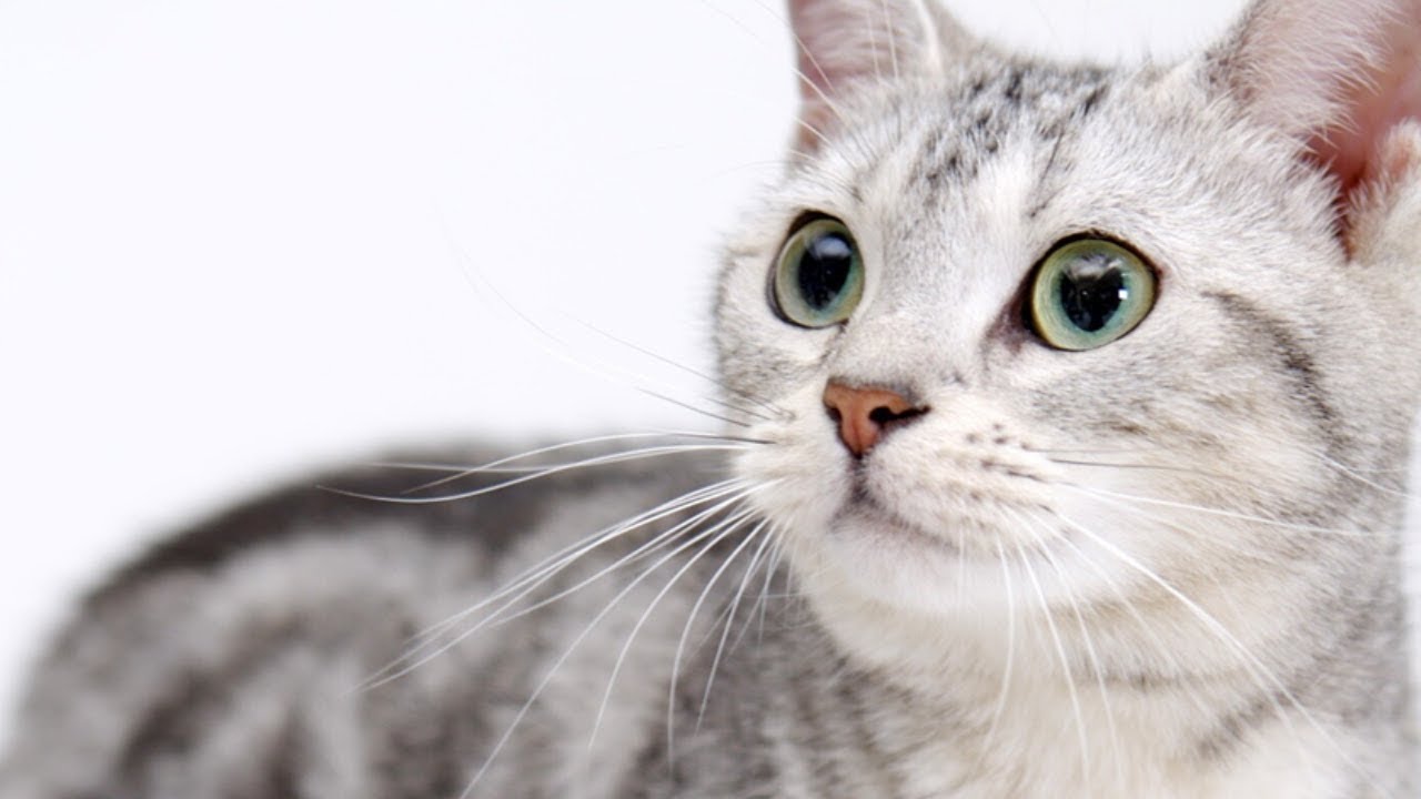 Hämmästyttävä löytö: DNA-analyysi vahvistaa, että kissat saapuivat Eurooppaan Afrikasta, eivät Aasiasta.