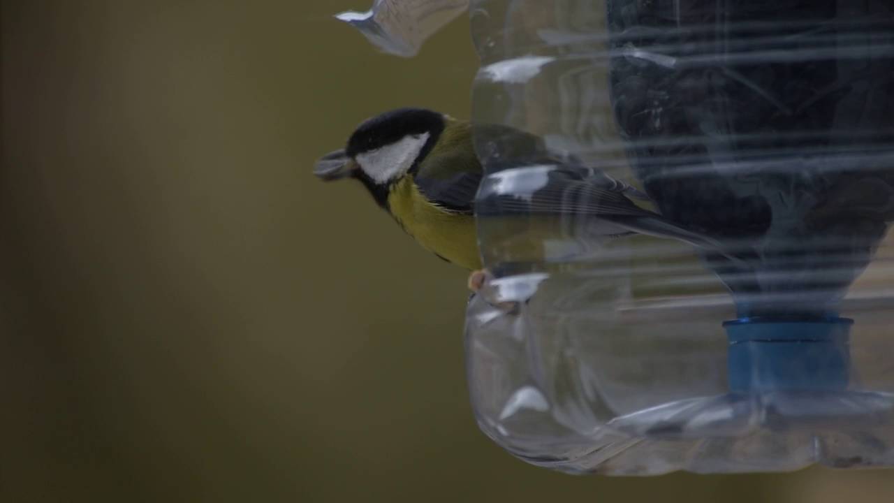 Näin tavallinen muovipullo muuttuu ihanteelliseksi lintujen ruokintapaikaksi.