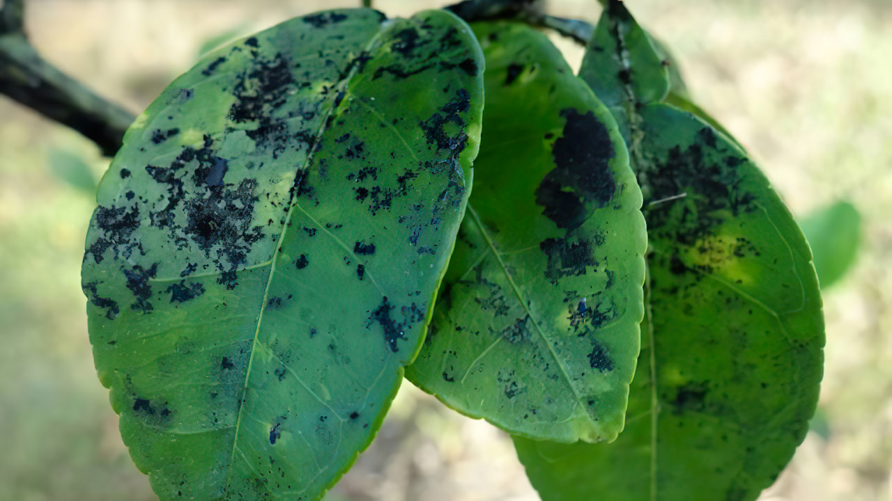 Sitruunapuu: mitä mustat täplät lehdissä ja hedelmissä tarkoittavat ja miten ne voidaan korjata
