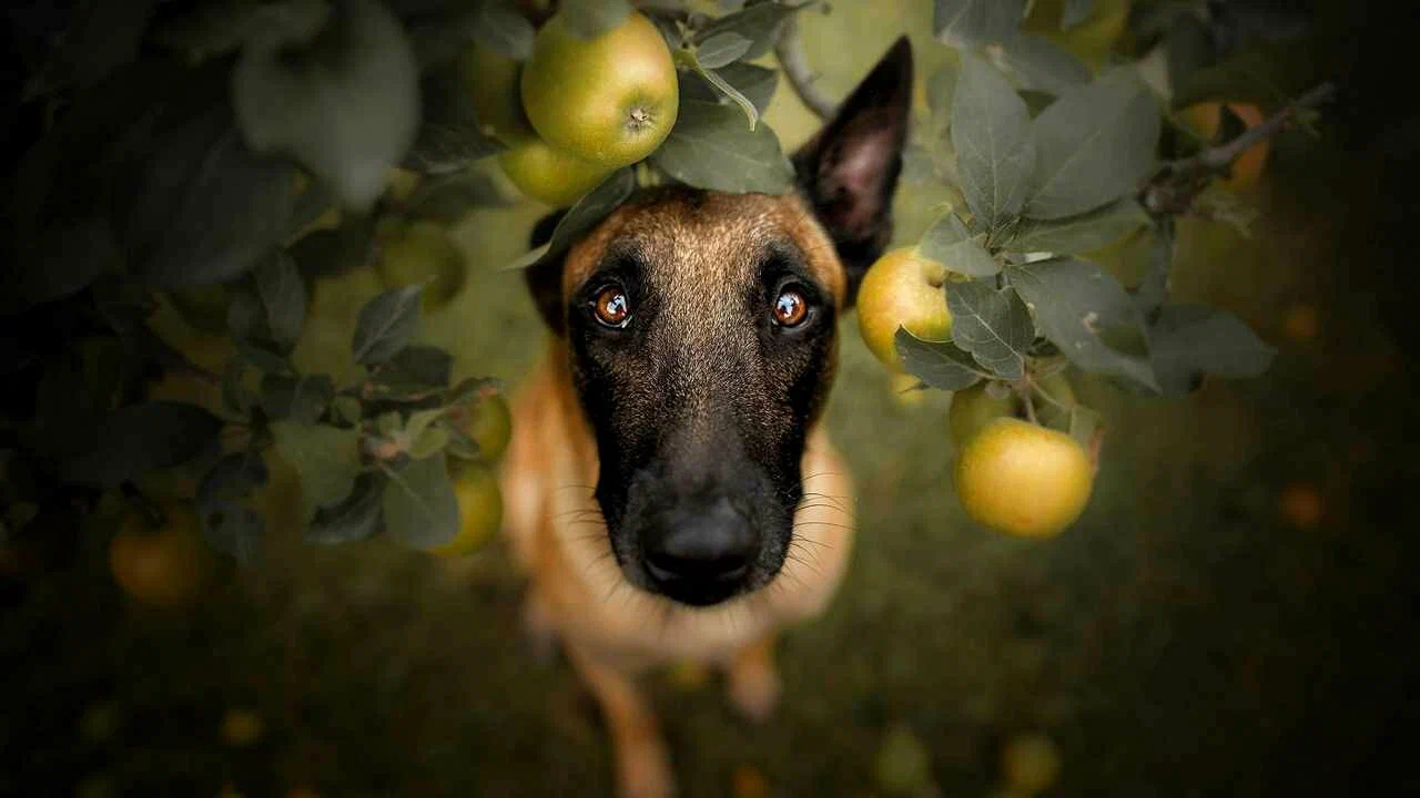 Anna koirallesi omenankuoria: miksi se on hyödyllistä ja miksi eläinlääkärit suosittelevat sitä.