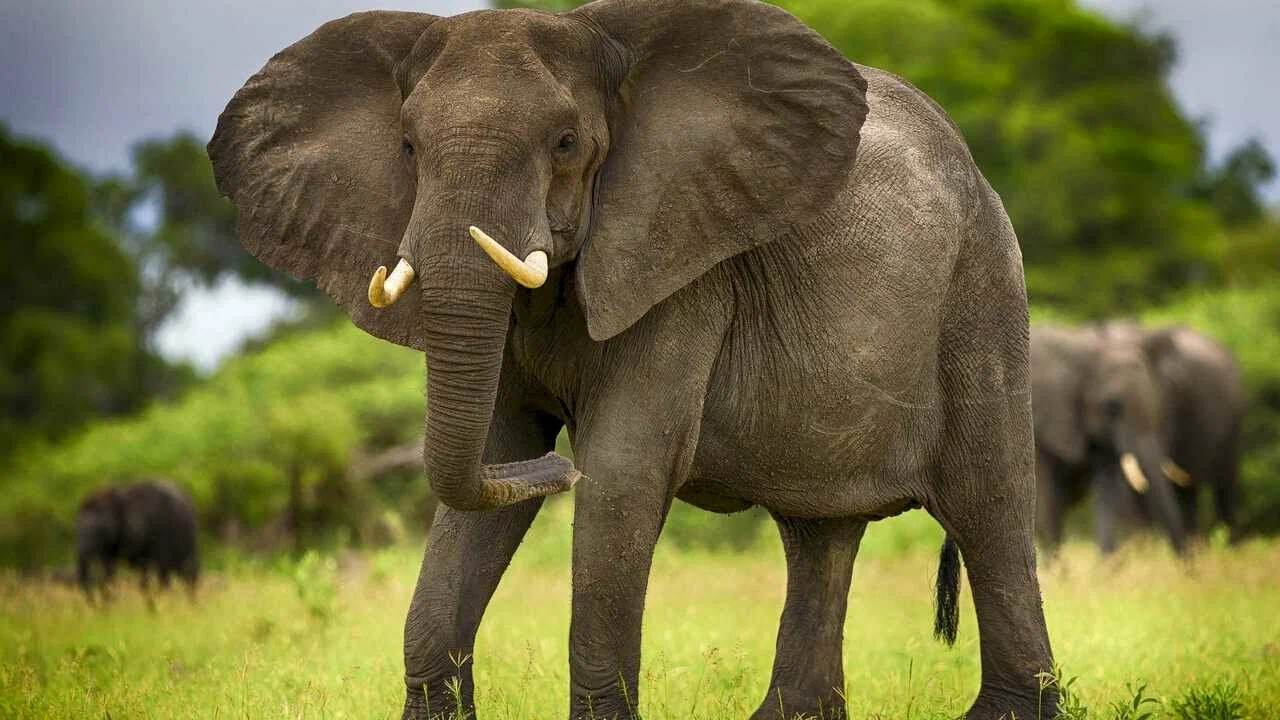 Se kuulostaa oudolta, mutta tiede vahvistaa sen: mehiläiset auttavat tehokkaasti suojelemaan norsuja.