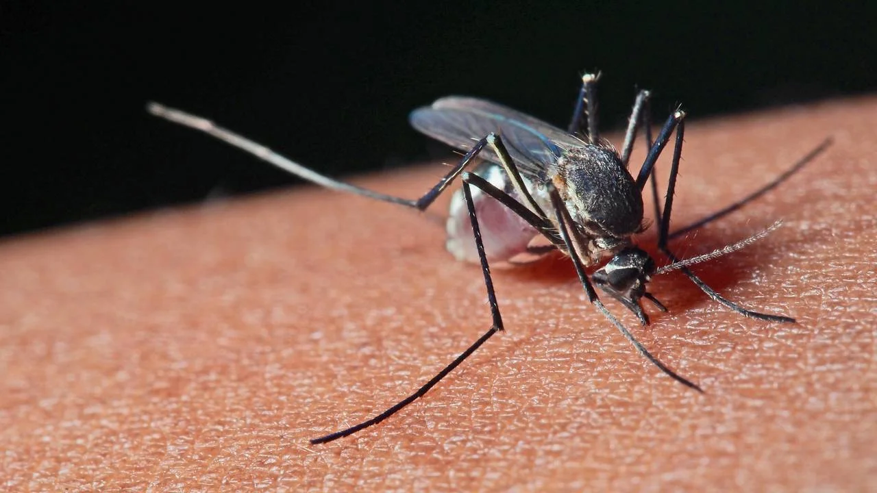 Tutkijat selvittivät, miten hyttyset valitsevat ihmisen puremakohteeksi