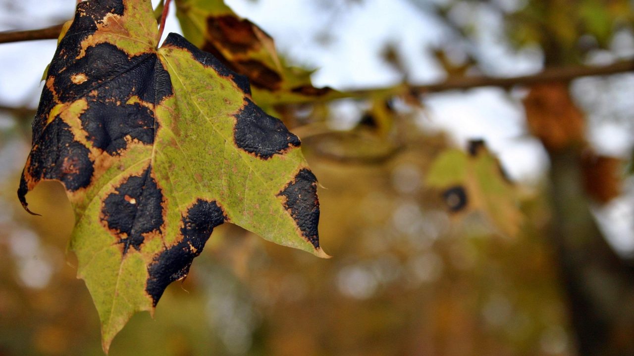 Sitruunapuu: mitä mustat täplät lehdissä ja hedelmissä tarkoittavat ja miten ne voidaan korjata