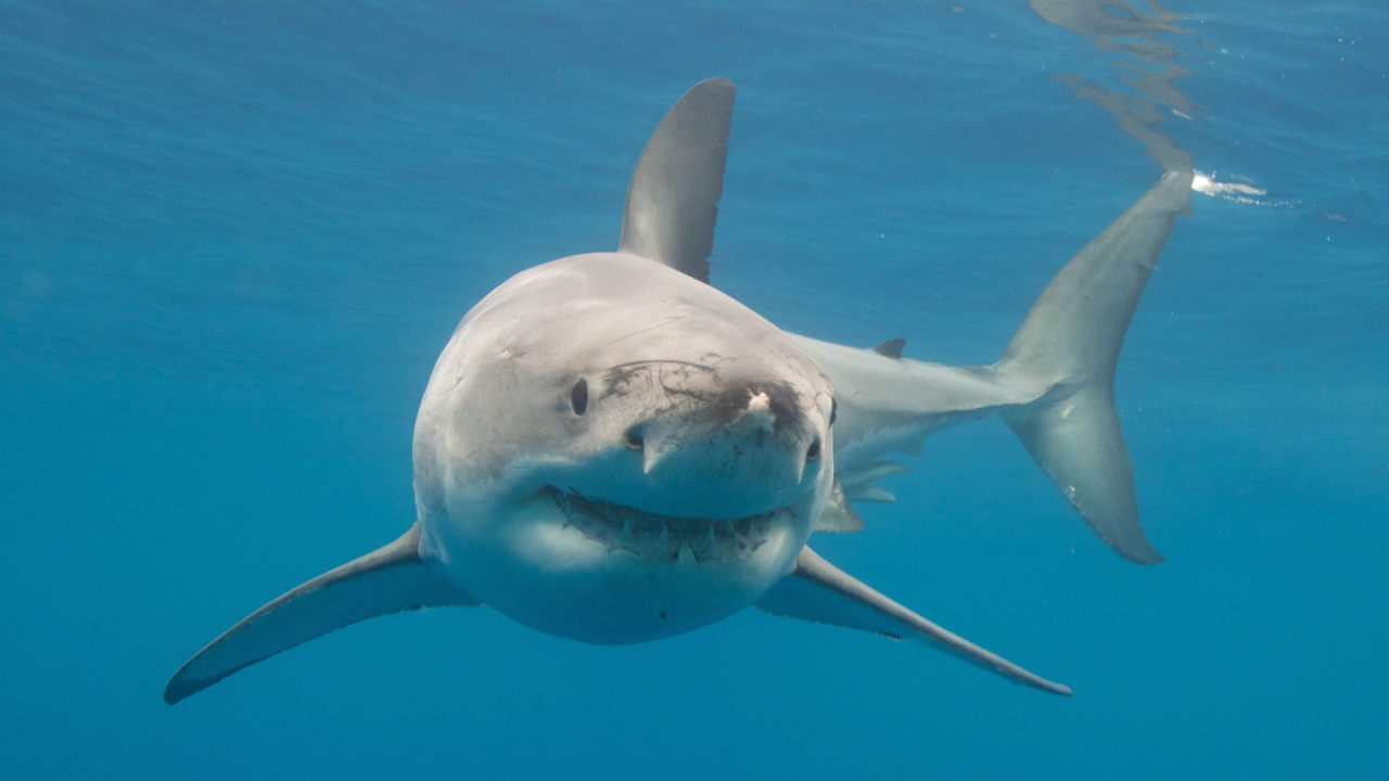 Kriittisen kauden jättiläishaita on kirjoittanut uudelleen megapetoeläinten historian.